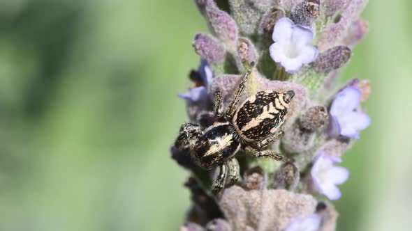 Jumping Spider (Phiale sp) on a lavender flower, top view, close shot.