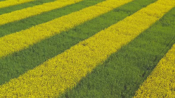 Rapeseed and Wheat on a Field of Striped Yellow-green Field Pattern. View From the Drone