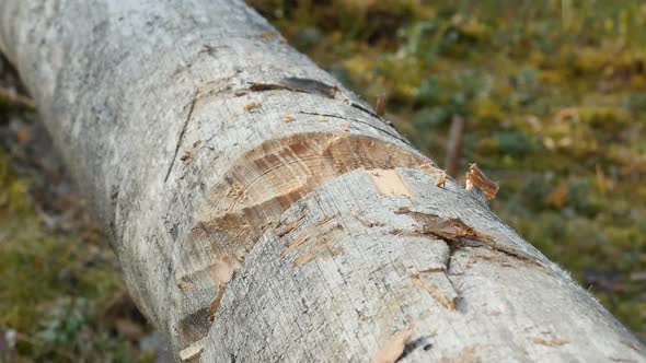 Chopping Wood With An Axe. Woodcutter Cuts The Tree With An Ax. Wood Sawdust Fly To The Sides