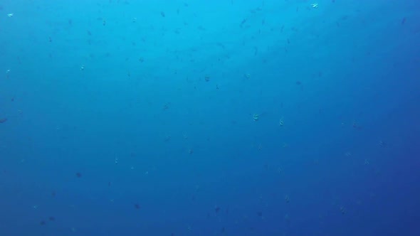 Underwater Scene