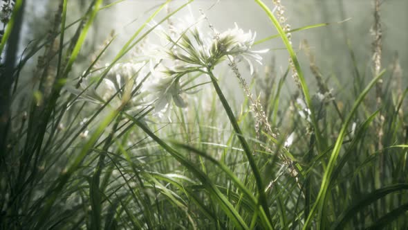 Grass Flower Field with Soft Sunlight for Background.