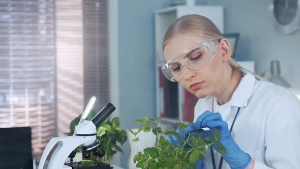 In Modern Laboratory Smart Woman in Lab Coat and Protective Glasses Examining the Plant in Pot