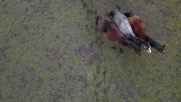 Flying on a Drone Over a Flock of Wild Horses Walking on Green Fields