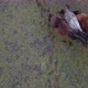 Flying on a Drone Over a Flock of Wild Horses Walking on Green Fields - VideoHive Item for Sale