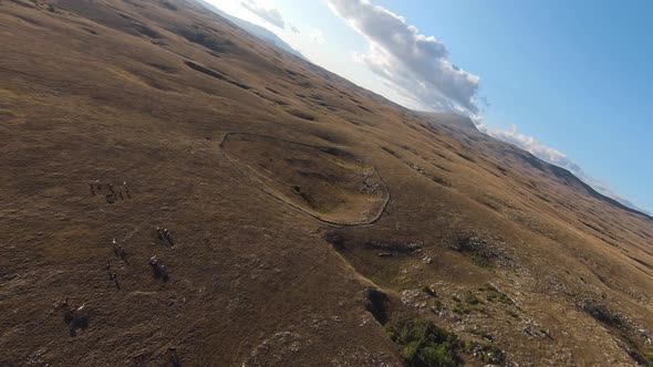 Aerial FPV Drone Shot of a Chasing and Flying Close Around Herd of Wild Horses Running on a Field at