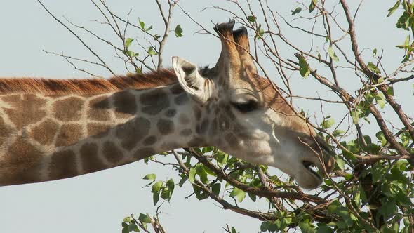 Giraffe (Giraffa giraffa giraffa) close-up eating from top of a tree, chewing, looking at camera. Lo