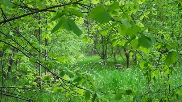 Beautiful Green Forest Light Breeze Wind in Trees