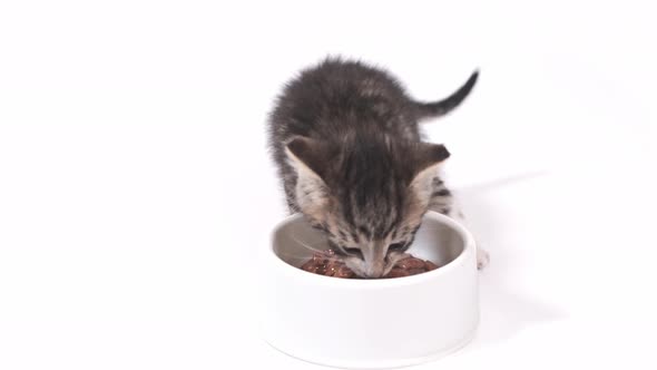 Two Little Striped Kittens Run Up to Bowl with Food and Start Eating Canned Cat Food for Small