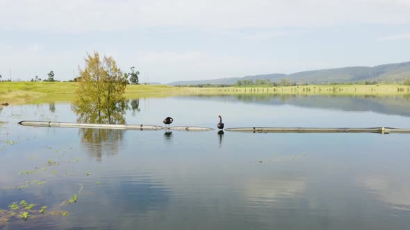 Drone aerial footage of Swans on a large lake in Penrith in Australia