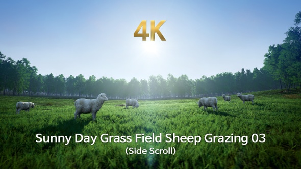 Sunny Day Grass Field Sheep Grazing 03(Side Scroll)