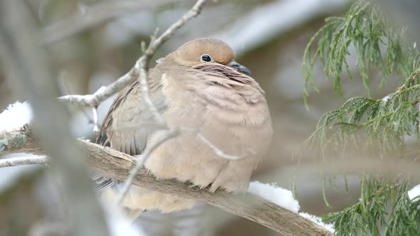 Super sharp closeup of mourning dove breathing with visible feather motion