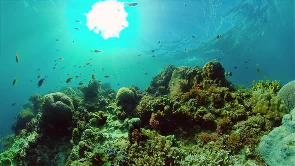 Coral Reef and Tropical Fish Underwater