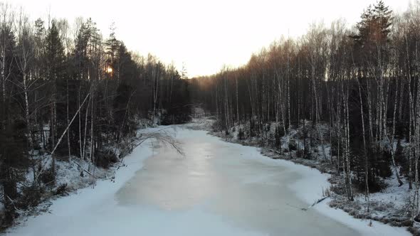 Winter Forest