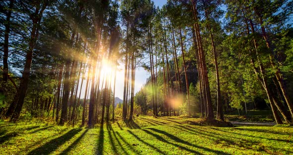 Mountain Evergreen Pine Tree Forest Time Lapse at the Summer or Autumn Time