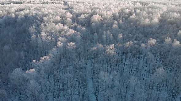 Winter white forest at sunrise from a height