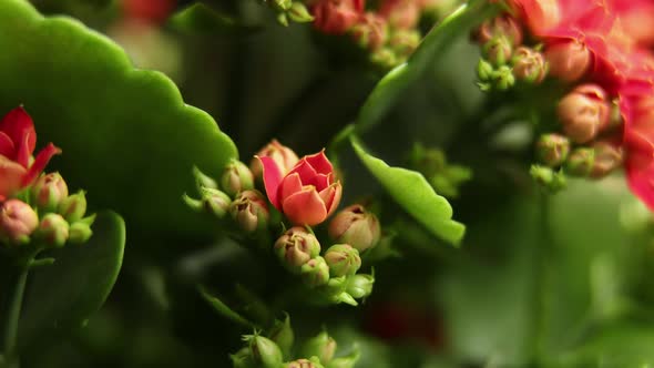 Timelapse of Blooming Red Flower