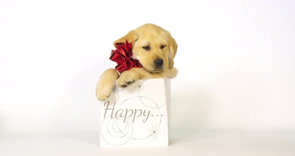 Yellow Labrador Retriever, Puppy offered as a Gift on White Background, yawning, Normandy