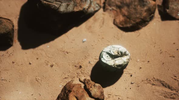 Old Football Ball on the Sand Beach alt