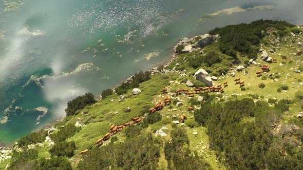 Herd Of Cows On Banderishki Lakes Fish Lake 5