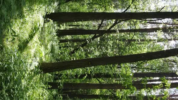 Vertical Video of Forest Landscape in Summer Slow Motion