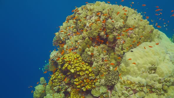 Tropical Fish on Vibrant Coral Reef