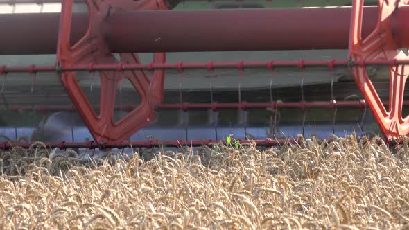 Combine Harvester. Close up agment. Modern Combine Harvesting Wheat On The Field.