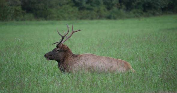 Elk Laying In Field 4K