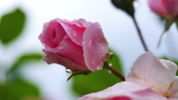 Pink Rose In Raindrops On A Blurry Beautiful Background 