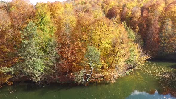 Brightly Colorful Autumn Trees by the Forest Lake