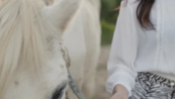 The White Horse of a Beautiful Girl in the Nature at Sunset