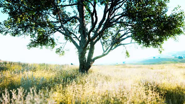 Old Linden Tree on Autumn Hill Meadowy