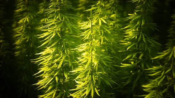 Field of Green Medial Cannabis