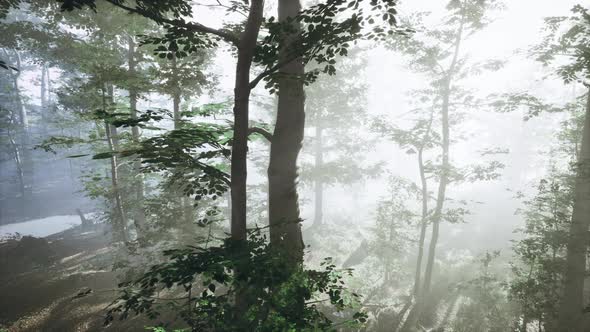 Sunlight in the Green Forest in Fog at Spring Time