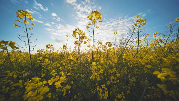 Rapeseed Flowers at Sunset