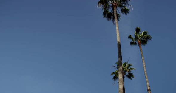 Palm trees with a blue sky background
