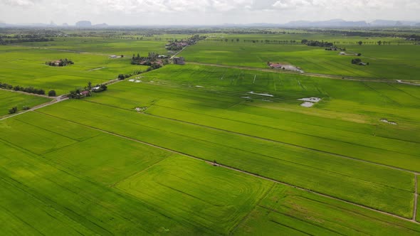 The Paddy Rice Fields of Kedah and Perlis, Malaysia