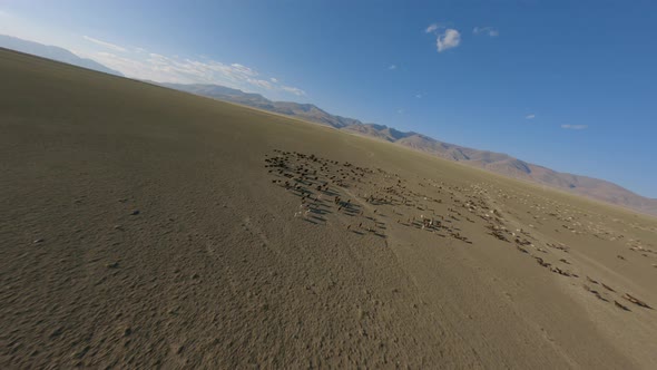 Shooting From Helicopter Herd of Fast Movement Running Sheep Goats at Desert Meadow Mountain Terrain