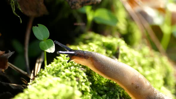 A Slug Is Crawling on Green Moss. Flora and Fauna of Nature