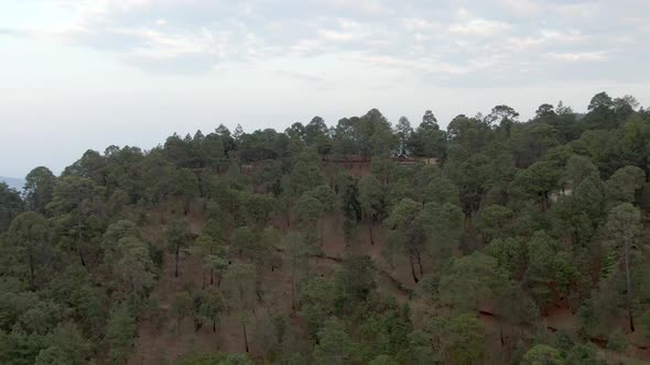 Growing Dense Trees In Mazamitla Forest In The Mountains Of Jalisco, Mexico. Aerial Pullback Shot