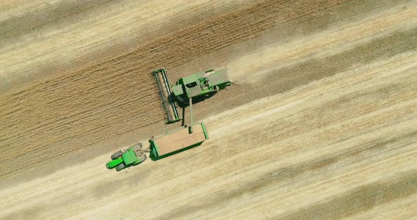 Combine harvester transferring freshly harvested wheat to tractor-trailer for transport