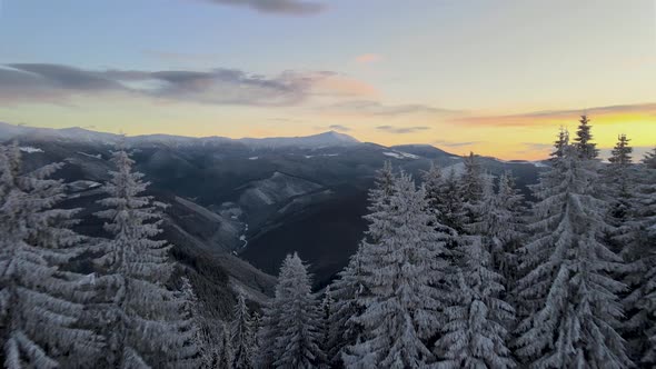 Drone Rising Above Pine Forest Unveiling Mountain Range at Sunrise