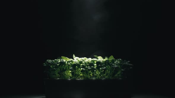 Laboratory Cultivation of Aromatic Green Plants and Black Background