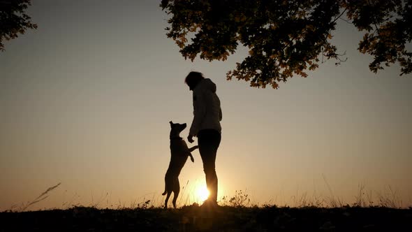 Silhouettes of Woman Training and Playing with Her Dog During Amazing Sunset