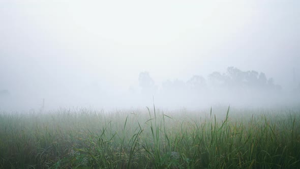 Green rice fields covered by morning mist.