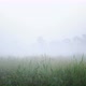 Green rice fields covered by morning mist. - VideoHive Item for Sale