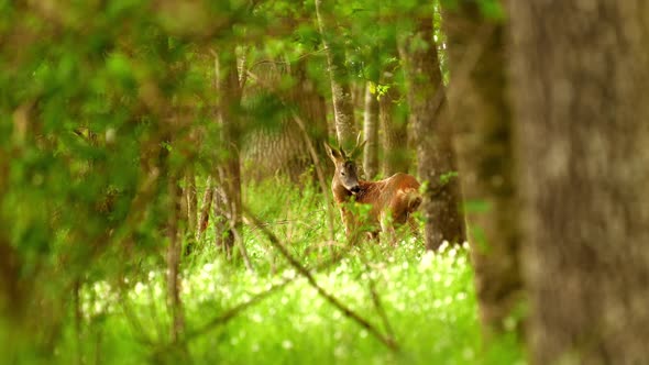 deer in the forest in slow motion