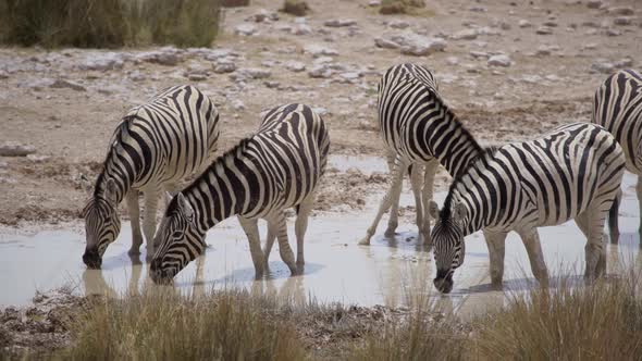 Zebra in the Wild