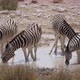 Zebra in the Wild - VideoHive Item for Sale