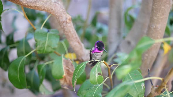 Slow motion shot of a bright pink Annas Hummingbird sitting on a tree branch and looking around curi