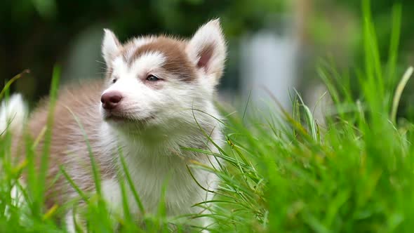 Close Up Siberian Husky Puppy Looking On Green Grass